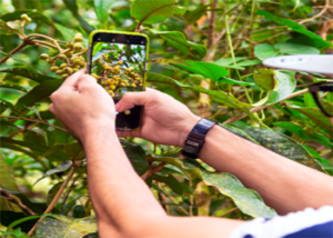 Identificar plantas