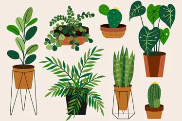 informações sobre plantas