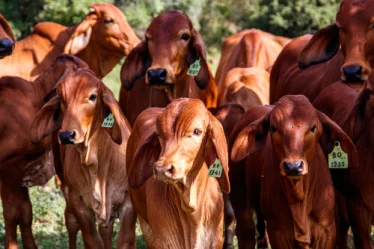 Aplicativo para pesar gado e animais
